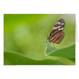 Tiger Longwing Butterfly Hälsningskort