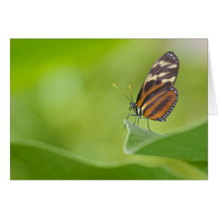 Tiger Longwing Butterfly Hälsningskort