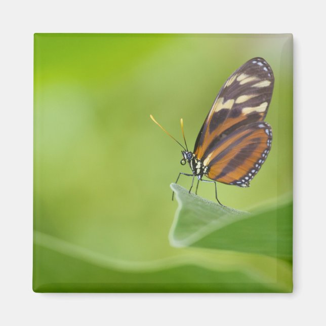 Tiger Longwing Butterfly Magnet (Framsidan)