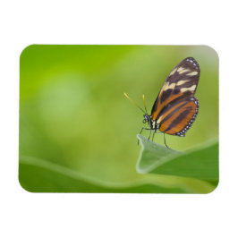 Tiger Longwing Butterfly Magnet
