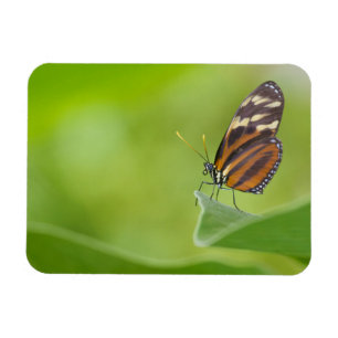 Tiger Longwing Butterfly Magnet