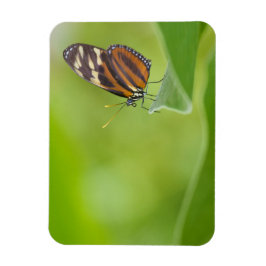 Tiger Longwing Butterfly Magnet