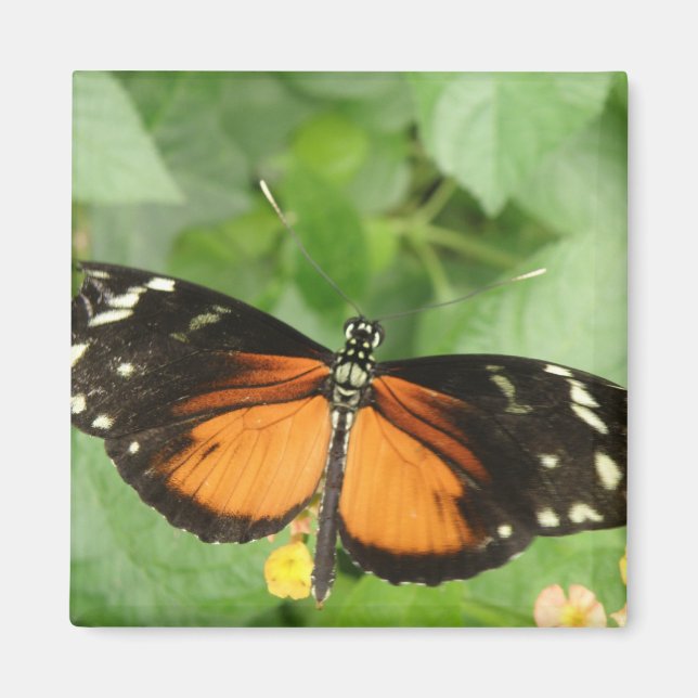 Tiger Longwing Butterfly Magnet (Framsidan)