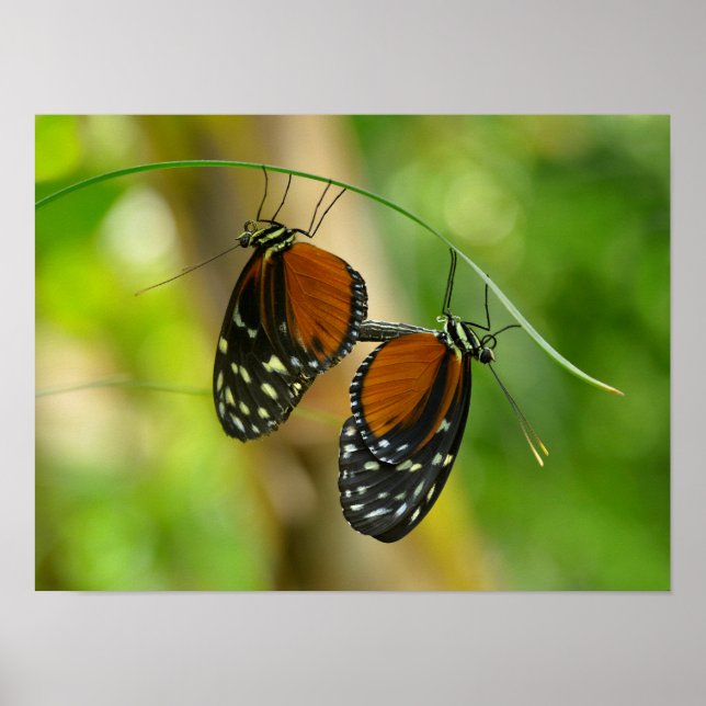 Tiger Longwing Butterfly Poster (Framsidan)