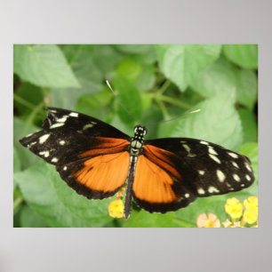 Tiger Longwing Butterfly Skriv ut Poster