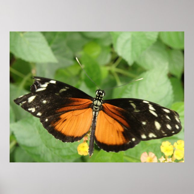 Tiger Longwing Butterfly Skriv ut Poster (Framsidan)