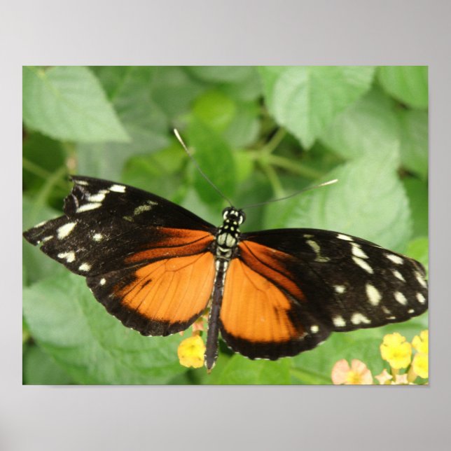 Tiger Longwing Butterfly Skriv ut Poster (Framsidan)