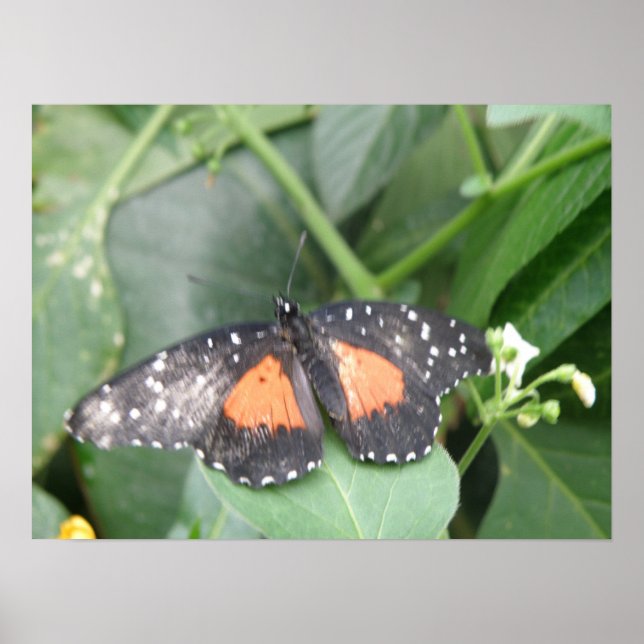 Tiger Longwing Butterfly Skriv ut Poster (Framsidan)