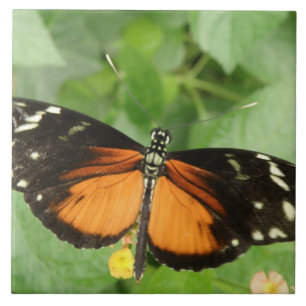 Tiger Longwing Butterfly Tile Kakelplatta
