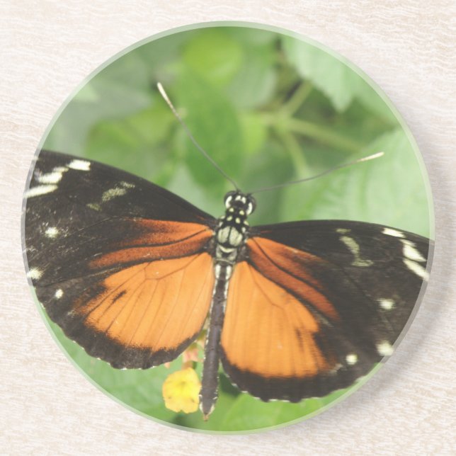 Tiger Longwing Butterfly Underlägg (Framsidan)