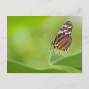 Tiger Longwing Butterfly Vykort