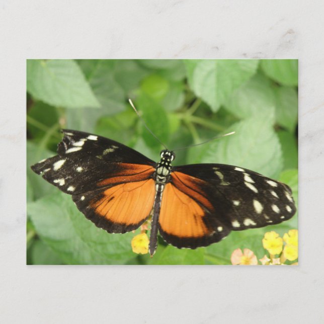 Tiger Longwing Butterfly-vykort Vykort (Framsida)