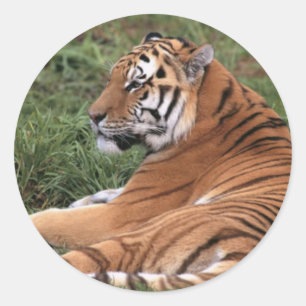 Tiger Lounging in Grass Stickers Runt Klistermärke