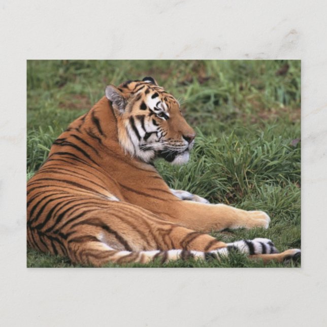 Tiger Louning in Grass Postcard Vykort (Framsida)