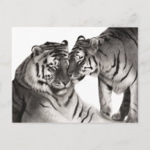 Tiger Love Art - Handmålad design av vilda djur