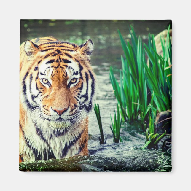 Tiger Magnet (Framsidan)