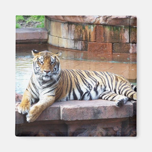 Tiger Magnet (Framsidan)