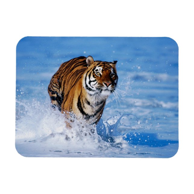 Tiger Magnet (Horisontell)