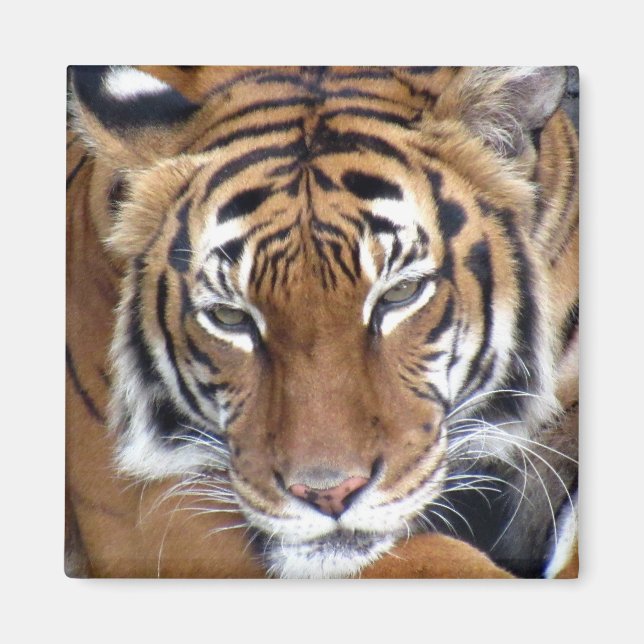 Tiger - Magnet (Framsidan)