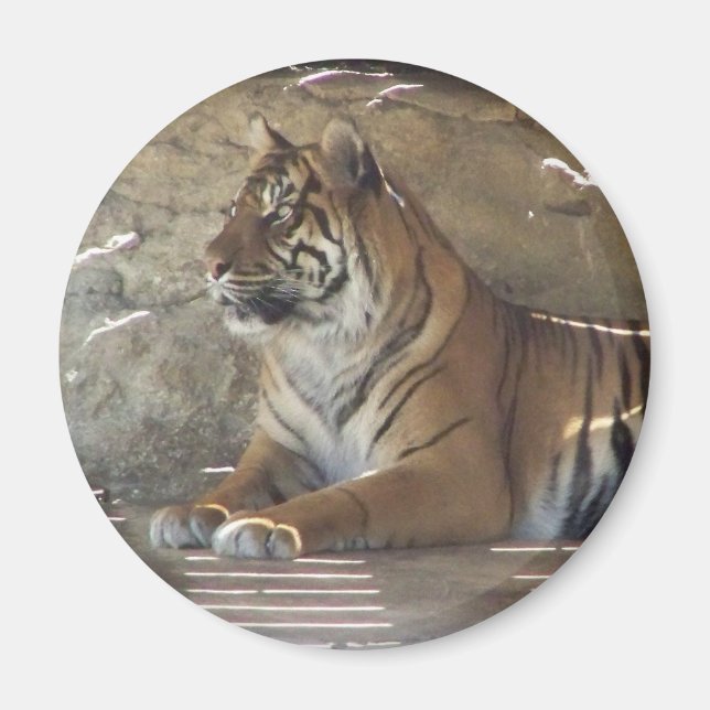 Tiger Magnet (Framsidan)
