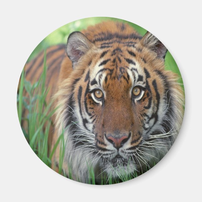 Tiger Magnet (Framsidan)