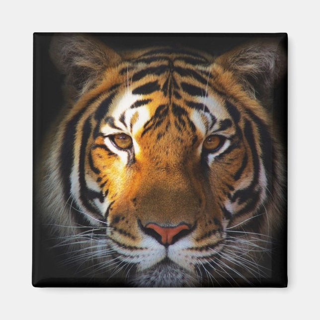 Tiger Magnet (Framsidan)