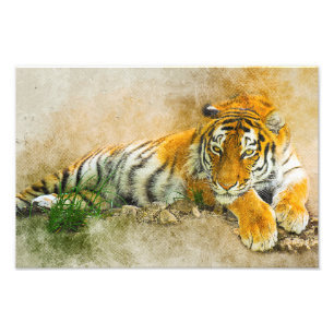 Tiger-målning Fototryck