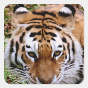 Tiger Markings Stickers Fyrkantigt Klistermärke