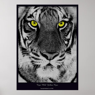 Tiger med gula ögon poster