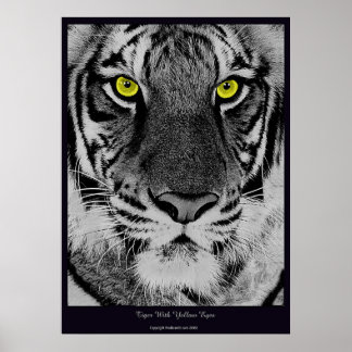 Tiger med Gult Ögon Poster