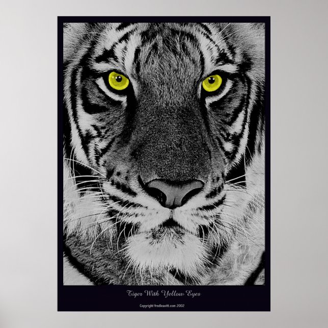 Tiger med Gult Ögon Poster (Framsidan)