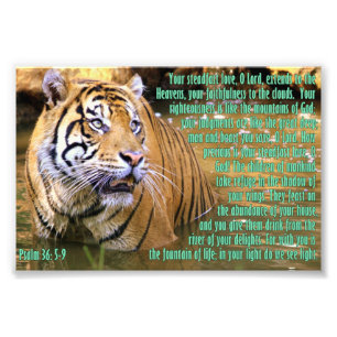 Tiger med Psalm36:5 - 9 Fototryck