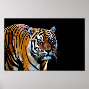 Tiger med svart bakgrund poster