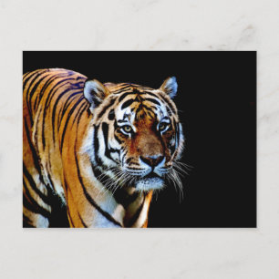 Tiger med svart bakgrund vykort