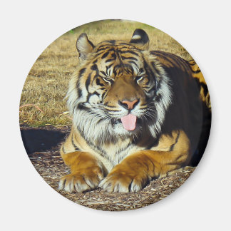 Tiger med "tude Magnet" Magnet