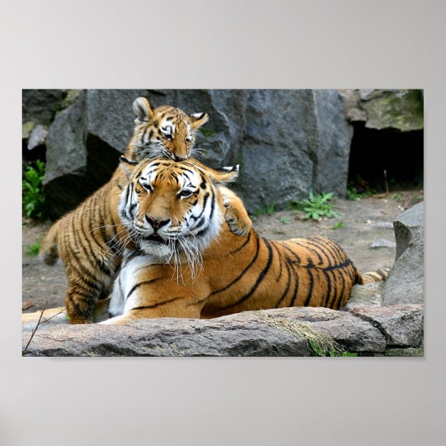 Tiger med Unge Poster (Framsidan)