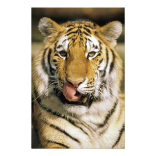 Tiger Michigan Zoo Fototryck