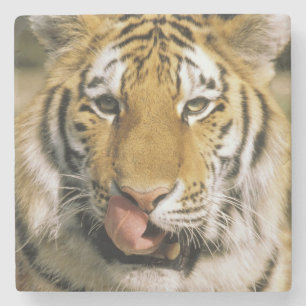 Tiger Michigan Zoo Stenunderlägg