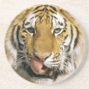 Tiger Michigan Zoo Underlägg Sandsten