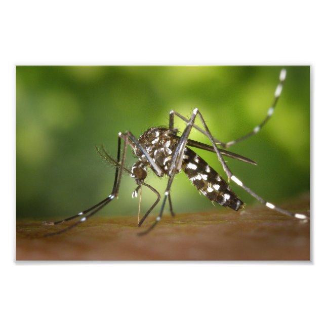 Tiger mosquito fototryck (Framsidan)
