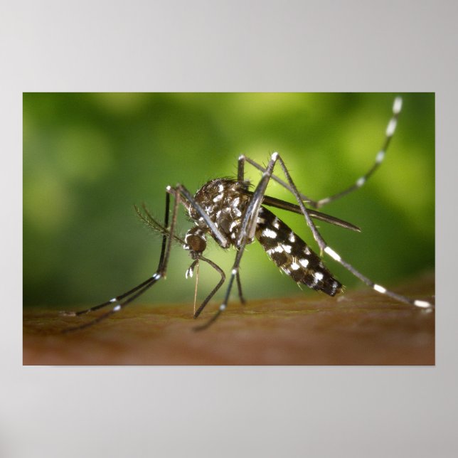 Tiger mosquito poster (Framsidan)