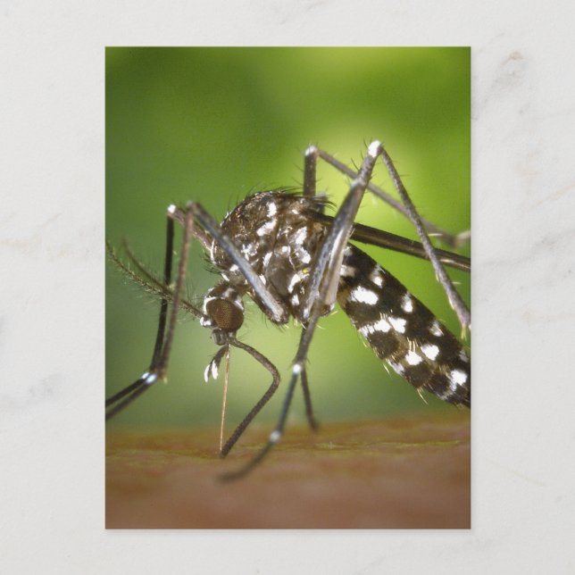 Tiger mosquito vykort (Framsida)