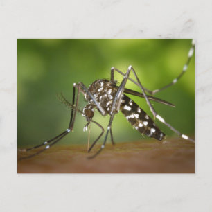 Tiger mosquito vykort
