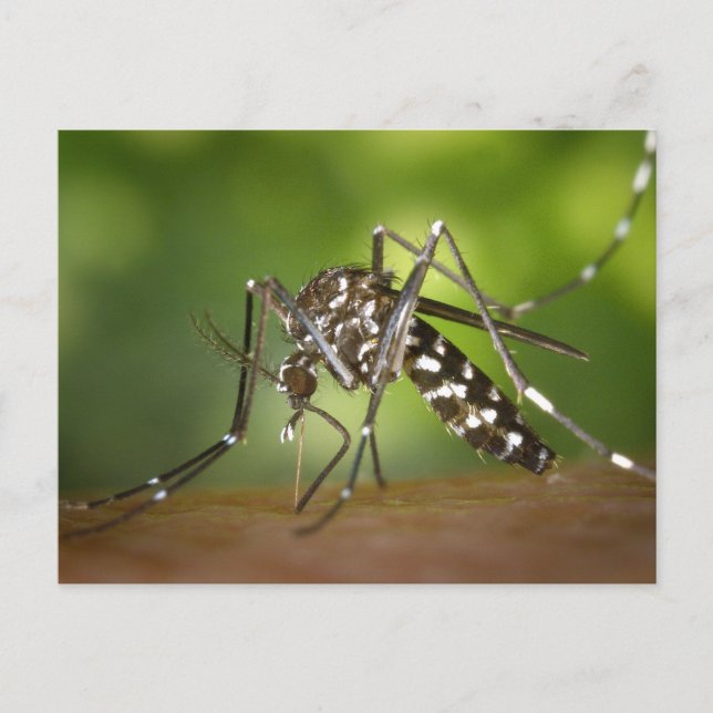 Tiger mosquito vykort (Framsida)
