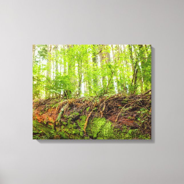 Tiger Mountain | Issaquah, delstaten Washington Canvastryck (Framsida)