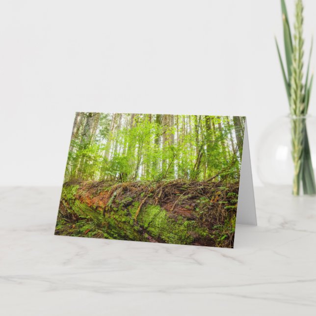 Tiger Mountain | Issaquah, delstaten Washington Kort (Framsida)