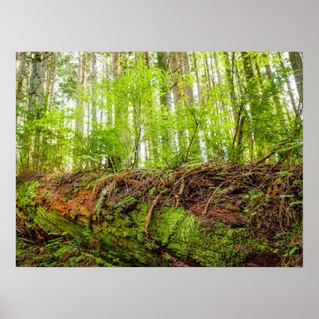 Tiger Mountain | Issaquah, delstaten Washington Poster (Framsidan)