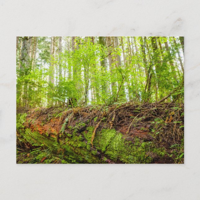 Tiger Mountain | Issaquah, delstaten Washington Vykort (Framsida)