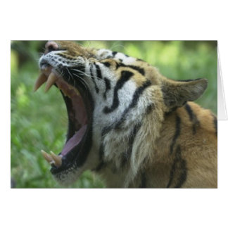 Tiger mouth hälsningskort