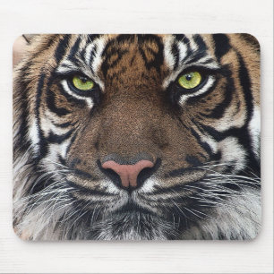 Tiger Musmatta
